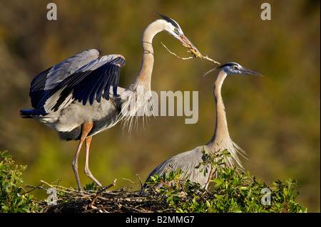 Kanadareiher Ardea herodias Grand Héron de la Venise du Sud Floride USA Banque D'Images