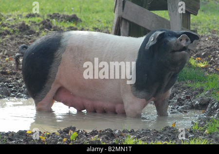 Les porcs domestiques Porc souabe Schwaebisch Landschwein Haellisches Point Race allemande Banque D'Images