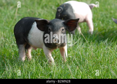 Les porcs domestiques Porc souabe Schwaebisch Haellisches Landschwein jeunes porcelets de race allemande Banque D'Images