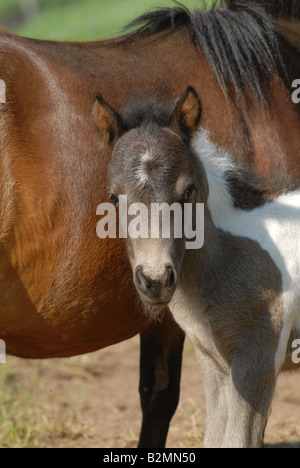 Shetlandpony poney Shetland Poulain Mère Race Banque D'Images