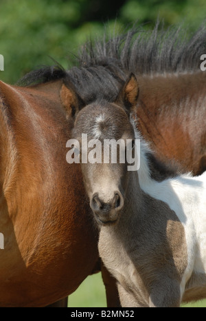 Shetlandpony poney Shetland Poulain Mère Race Banque D'Images