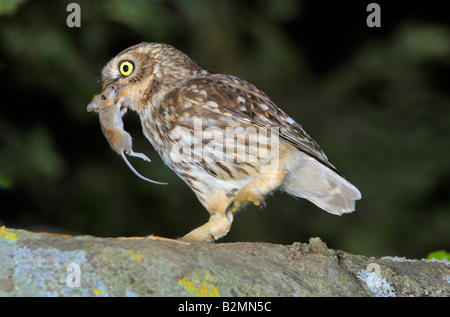 Chouette chevêche Athene noctua, Allemagne Banque D'Images