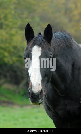 Portrait Cheval Trakehner noir l'élevage de chevaux Banque D'Images