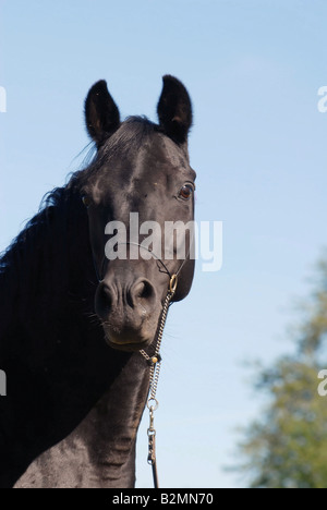 Portrait Cheval Trakehner noir l'élevage de chevaux Banque D'Images