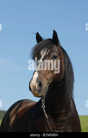 Poney Welsh Pony Mix Trakehner Portrait Banque D'Images