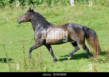 Poney Welsh Pony Mix Trakehner Banque D'Images