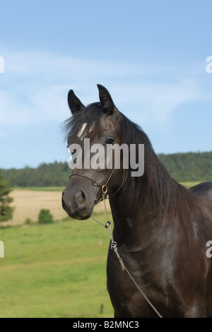 Poney Welsh Pony Mix Trakehner Portrait Banque D'Images