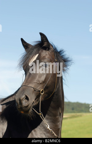 Poney Welsh Pony Mix Trakehner Portrait Banque D'Images