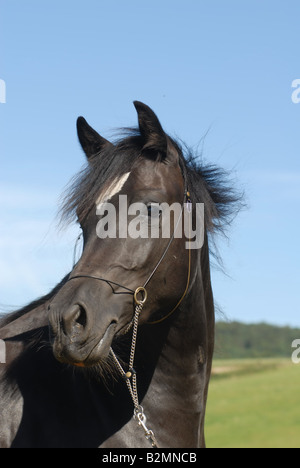 Poney Welsh Pony Mix Trakehner Portrait Banque D'Images