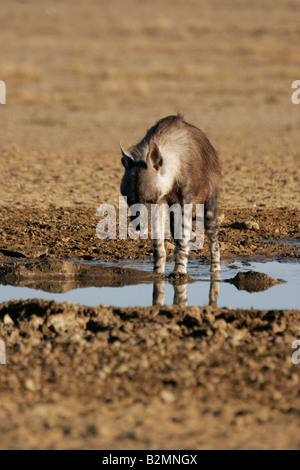 Brown Hyaena hyaena brunnea carnivores d'Afrique du Sud Banque D'Images