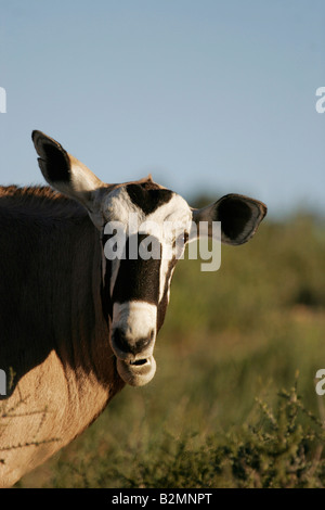 Gemsbok, Oryx gazella Gemsbuck Antilope Afrique du Sud Afrique du Sud Banque D'Images