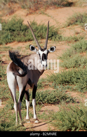 Gemsbok, Oryx gazella Gemsbuck Antilope Afrique du Sud Afrique du Sud Banque D'Images