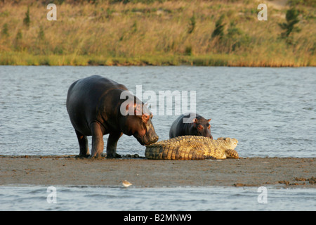 Hippo Hippopotamus amphibius Afrique du Sud Afrique du Sud Banque D'Images