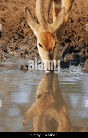 Tragelaphus angasii Nyala femelle Mkuzi NP Le Parc National d'Afrique du Sud Banque D'Images