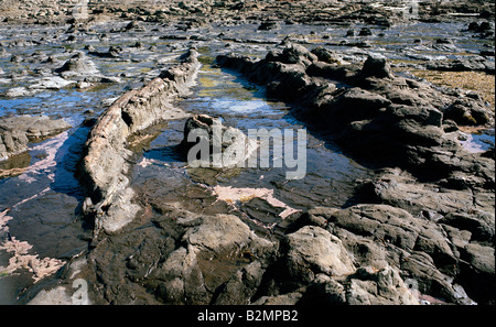 Des troncs et des souches, pétrifié, peut clairement être vu à marée basse, Curio Bay, île du Sud en Nouvelle-Zélande. Banque D'Images