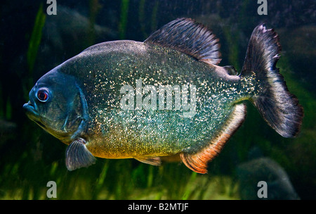 Pygocentrus Nattereri Piranha (Red-Bellied) Banque D'Images