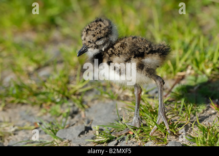 Le vanneau sociable (Vanellus vanellus) chick Banque D'Images