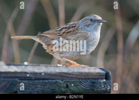 Sur le tableau d'oiseaux nid Banque D'Images