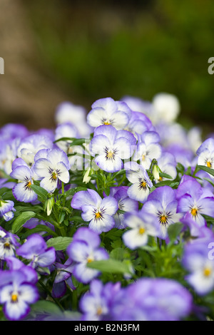 Viola 'Magnifico» (Alto) Pansy Banque D'Images