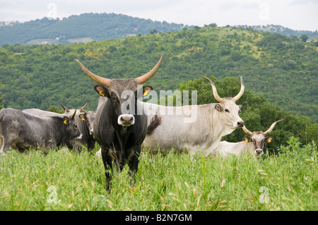 Long Horn vaches dans la campagne Banque D'Images