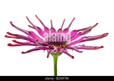 Belle partie de l'osteospermum rose daisy africains genre Banque D'Images