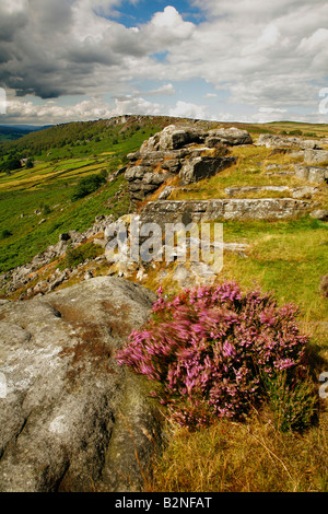 Cubar Edge edge Buxton de premier plan, avec Heather, parc national de Peak District, Derbyshire. Banque D'Images