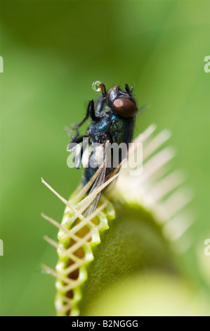 Dionaea muscipula. Chambre fly pris dans Venus Fly Trap Banque D'Images