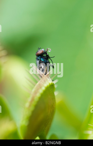 Dionaea muscipula. Chambre fly pris dans Venus Fly Trap Banque D'Images