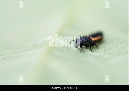 Harmonia axyridis. Les larves de coccinelle Arlequin sur une feuille Banque D'Images