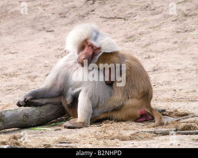 Cute couple singe des babouins hamadryas qui sont très amoureux le zoo de Beekse Bergen Pays-Bas Banque D'Images