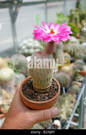Rainbow hedgehog Echinocereus sp Banque D'Images