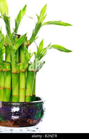 Lucky bambou en pot plante avec des gouttelettes d'eau Banque D'Images