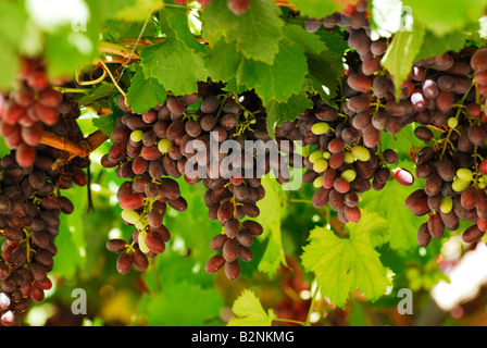 Raisins sur la vigne dans la région de Murcie Espagne début août Banque D'Images