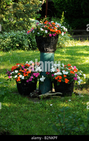 Baskets d'impatiens dans jardin privé. Banque D'Images