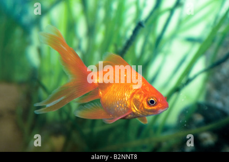 Le petit poisson d'or sur un signe chinois apporte une prospérité et bonne chance Banque D'Images