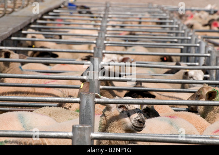 Marché du bétail Hereford - moutons en attente de vente Banque D'Images