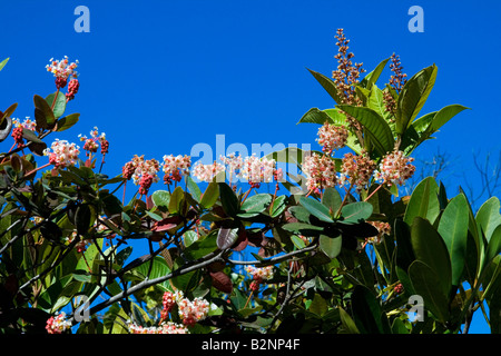 Chapada dos Veadeiros, fleur sauvage, Alto Paraíso de Goiás, Brésil Banque D'Images