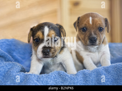 Deux chiots Jack Russell Terrier sur fond bleu Banque D'Images