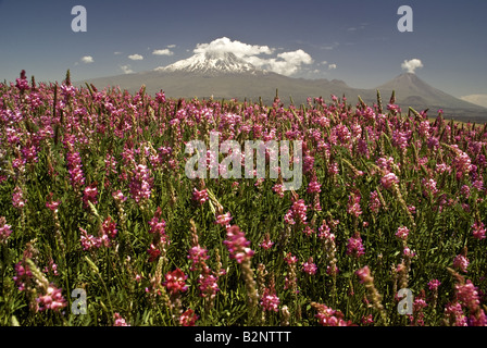 Le mont Ararat, snow-capped volcan dormant, et peu d'Ararat, cône volcanique dormante Banque D'Images