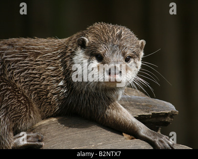 Courte asiatique griffé otter (Aonyx cinerea) à Longleat Safari Park Banque D'Images