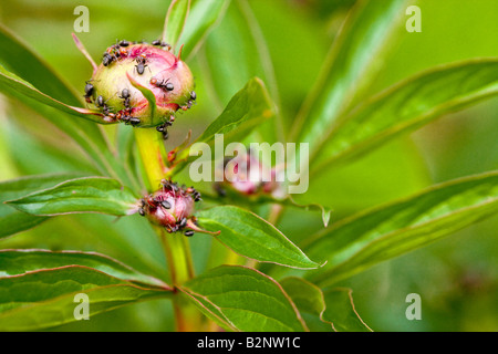 Des fourmis macro ouverture d'un bourgeon de fleur de pivoine Banque D'Images