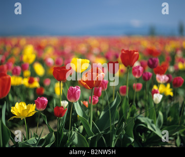 Rangées de tulipes jaune rouge rose vert violet dans des champs d'un après-midi ensoleillé Mont Vernon l'État de Washington, USA Banque D'Images