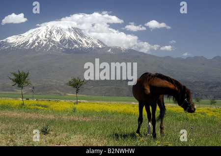 Le mont Ararat, volcan dormant couvertes de neige et de l'emplacement de l'arche de Noé histoire biblique Banque D'Images