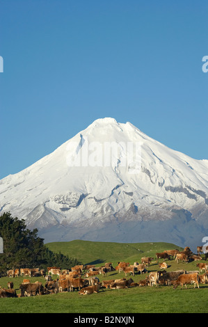 Les vaches et les terres agricoles près de Okato et Mt Taranaki Mt Egmont Taranaki Île du Nord Nouvelle-zélande Banque D'Images