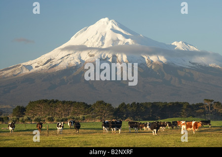 Les vaches et les terres agricoles près de Opunake et Mt Taranaki Mt Egmont Taranaki Île du Nord Nouvelle-zélande Banque D'Images