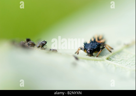 Les larves de coccinelle pucerons chasse Banque D'Images