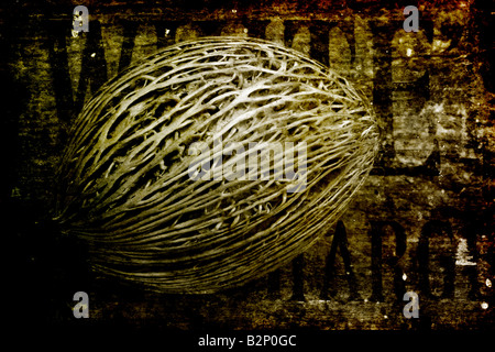 Une gousse photographié contre le bois Banque D'Images