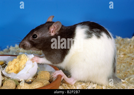 Rat domestique, animal (rat Rattus norwegicus domesticus), se nourrissant d'oeuf dur Banque D'Images