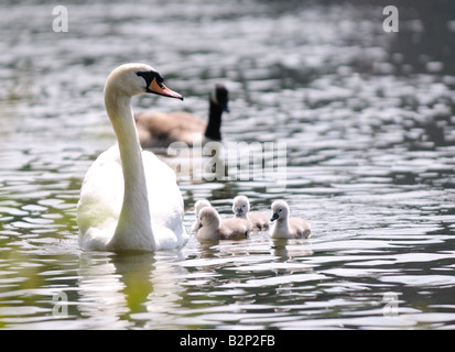 Cygne muet et cygnets sur la rivière Nene à Peterborough avec une oie à l'arrière-plan Banque D'Images