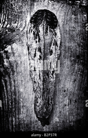 Une gousse photographié contre le bois Banque D'Images